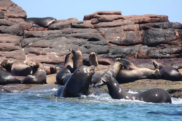  Vues sur la colonie d'otaries